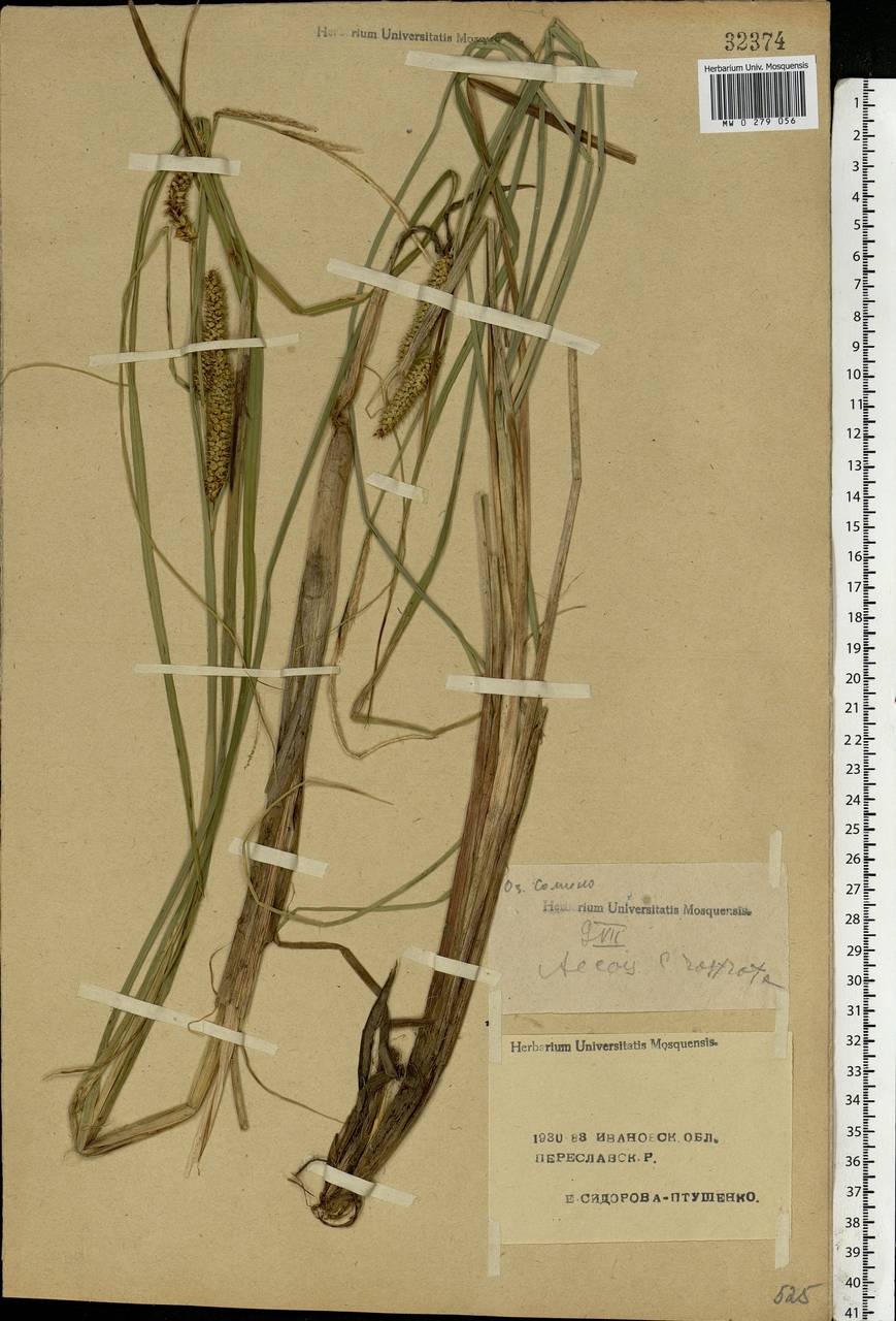 Carex rostrata Stokes, Eastern Europe, Central forest region (E5) (Russia)