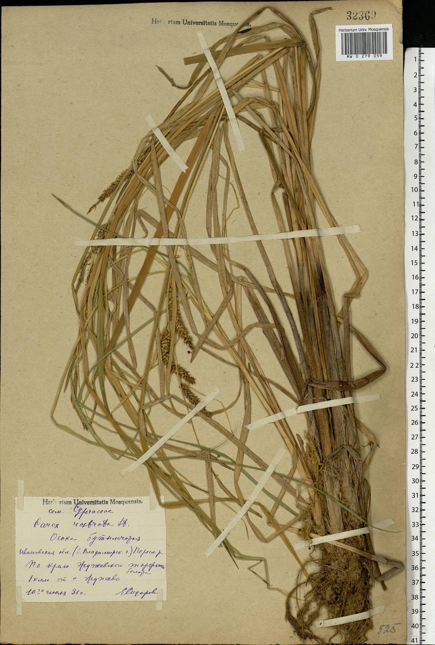 Carex rostrata Stokes, Eastern Europe, Central forest region (E5) (Russia)