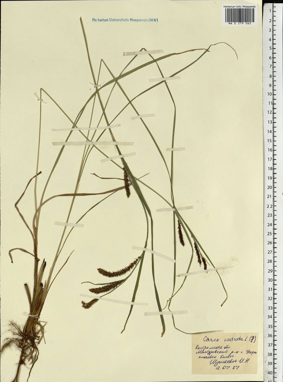 Carex rostrata Stokes, Eastern Europe, Central forest region (E5) (Russia)