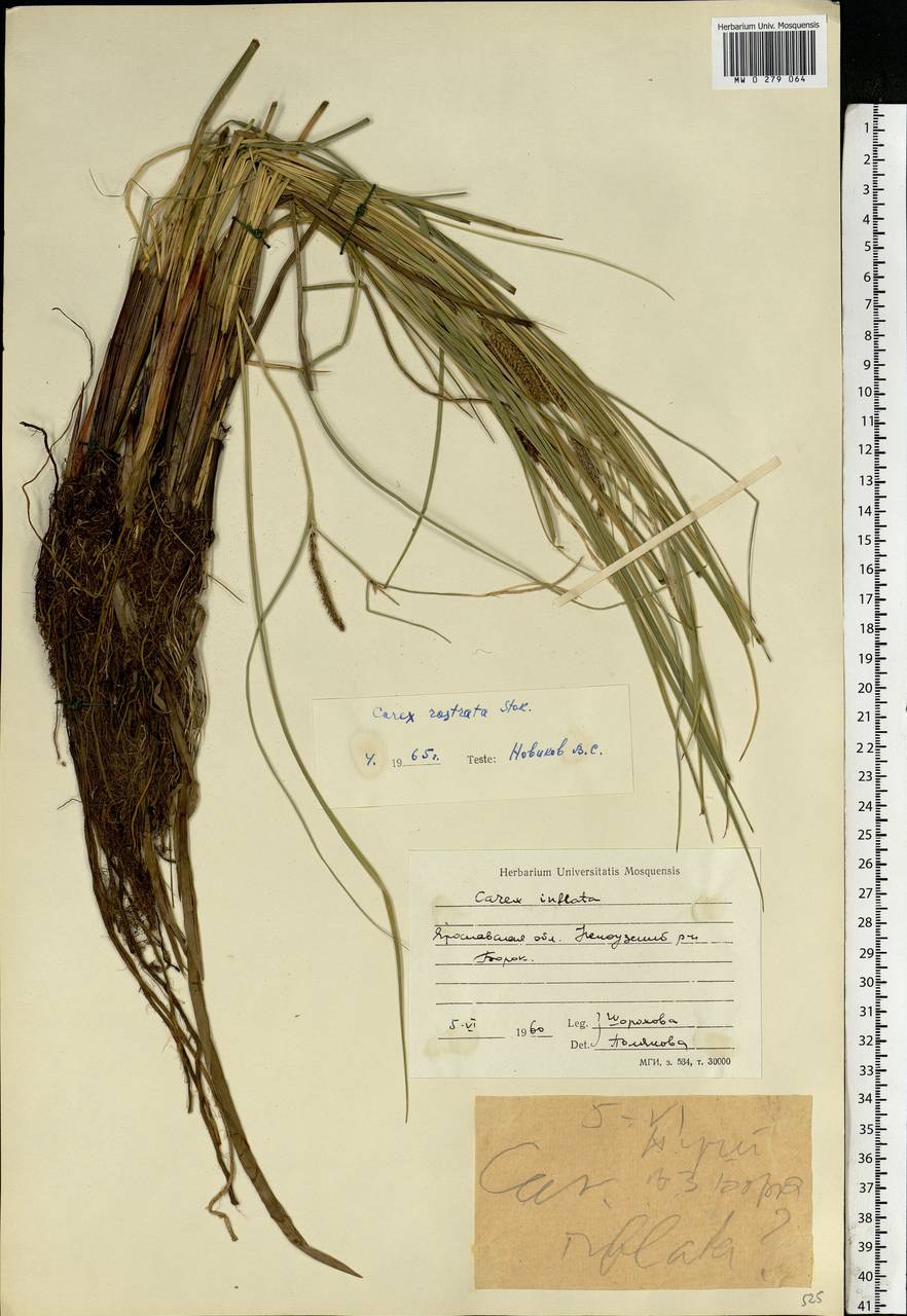 Carex rostrata Stokes, Eastern Europe, Central forest region (E5) (Russia)