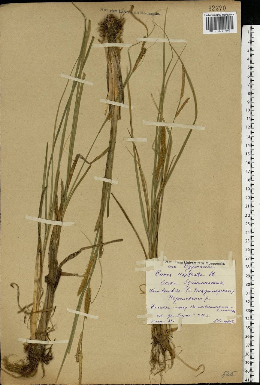 Carex rostrata Stokes, Eastern Europe, Central forest region (E5) (Russia)