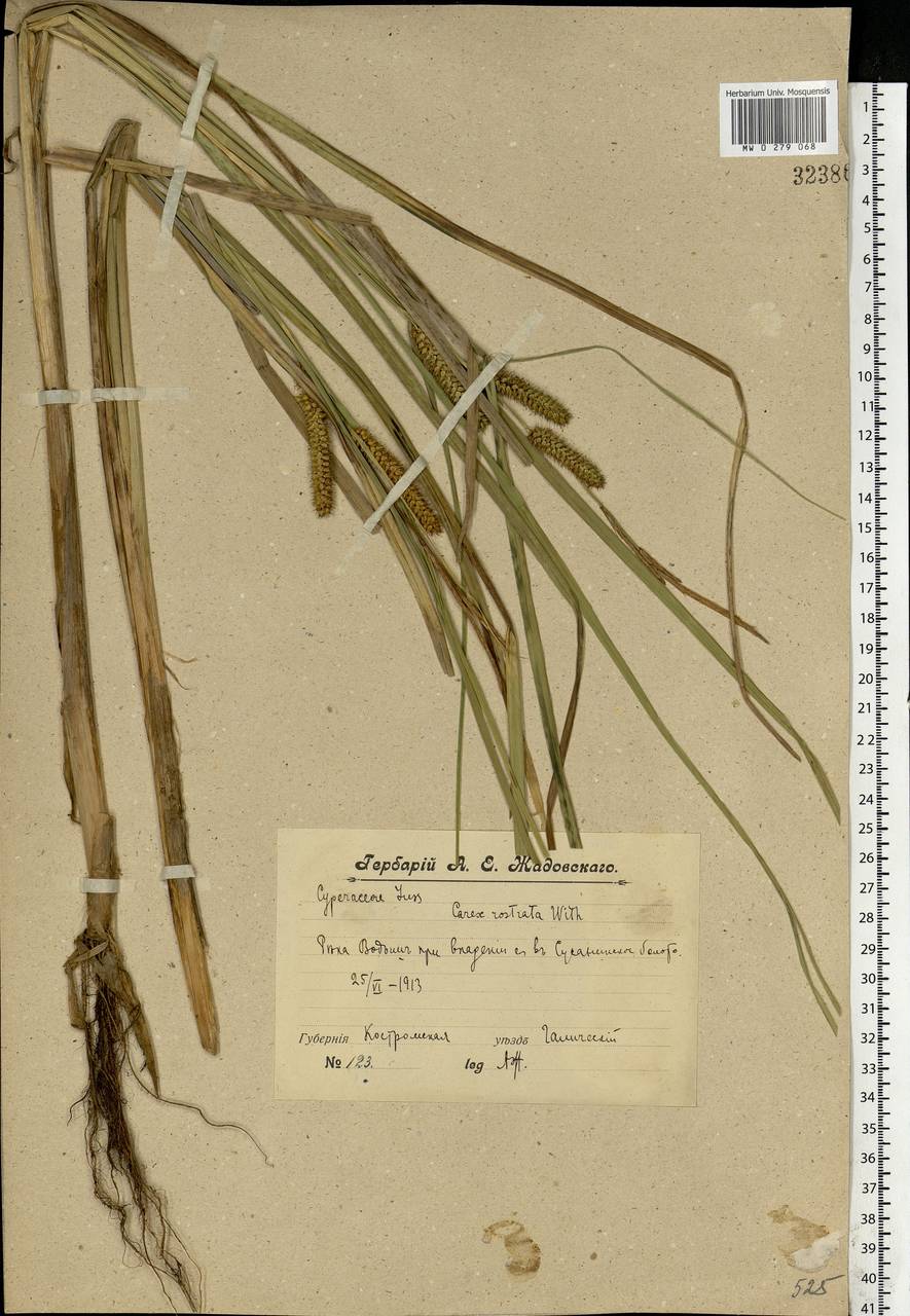 Carex rostrata Stokes , nom. cons., Eastern Europe, Central forest region (E5) (Russia)