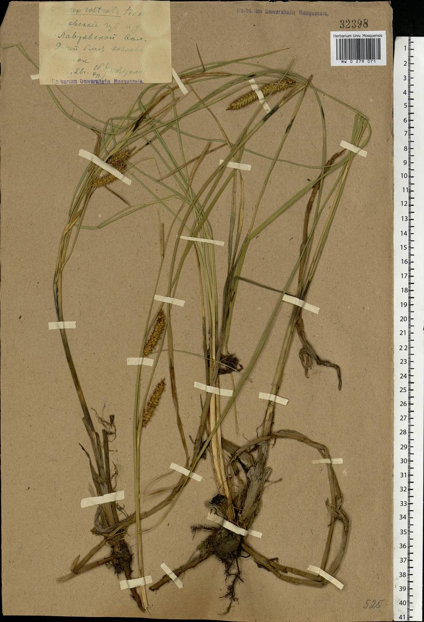 Carex rostrata Stokes , nom. cons., Eastern Europe, Central forest-and-steppe region (E6) (Russia)