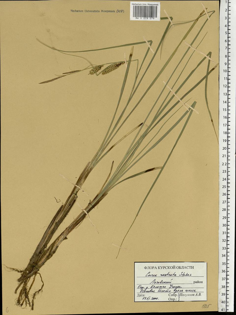 Carex rostrata Stokes , nom. cons., Eastern Europe, Central forest-and-steppe region (E6) (Russia)
