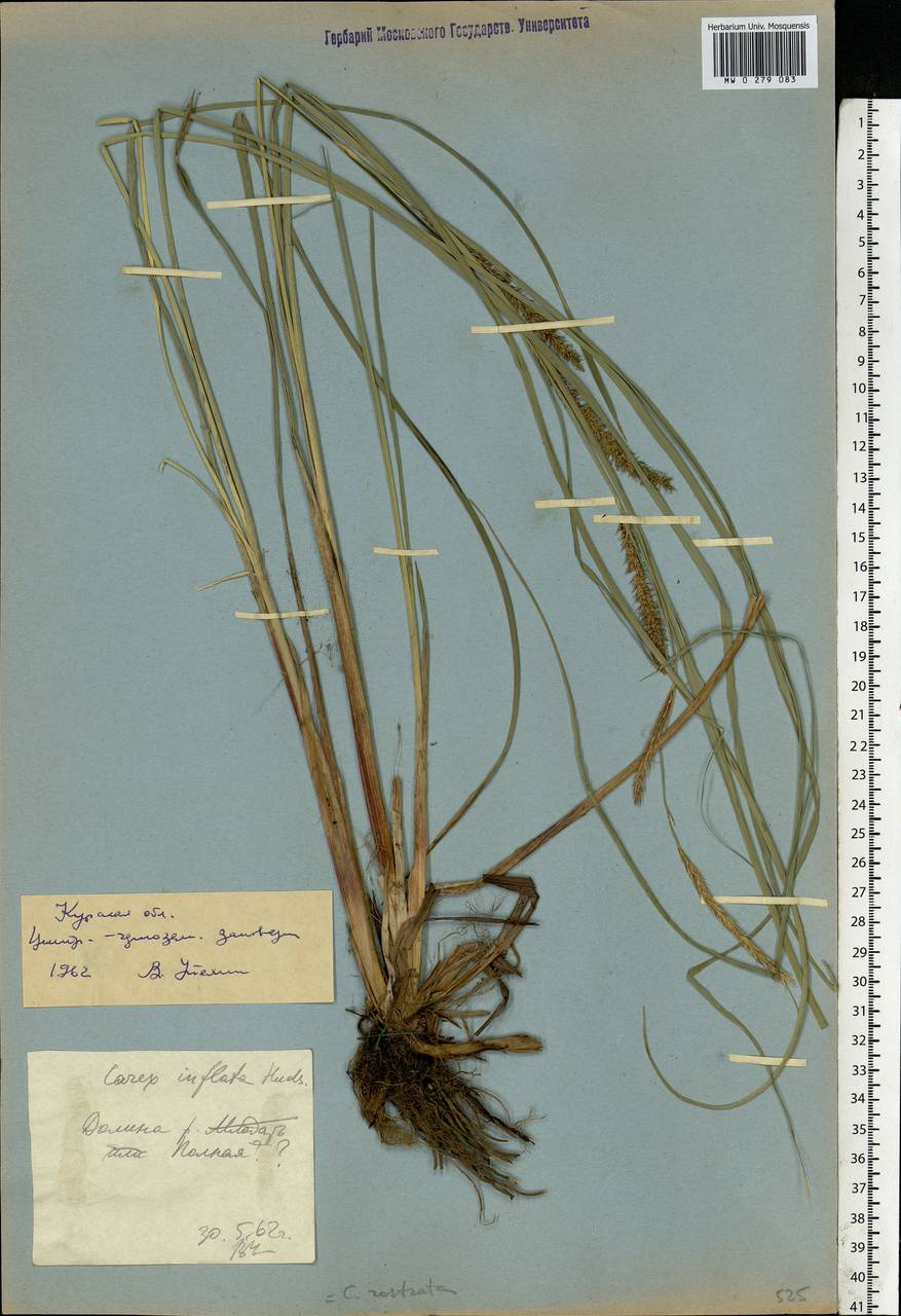 Carex rostrata Stokes , nom. cons., Eastern Europe, Central forest-and-steppe region (E6) (Russia)