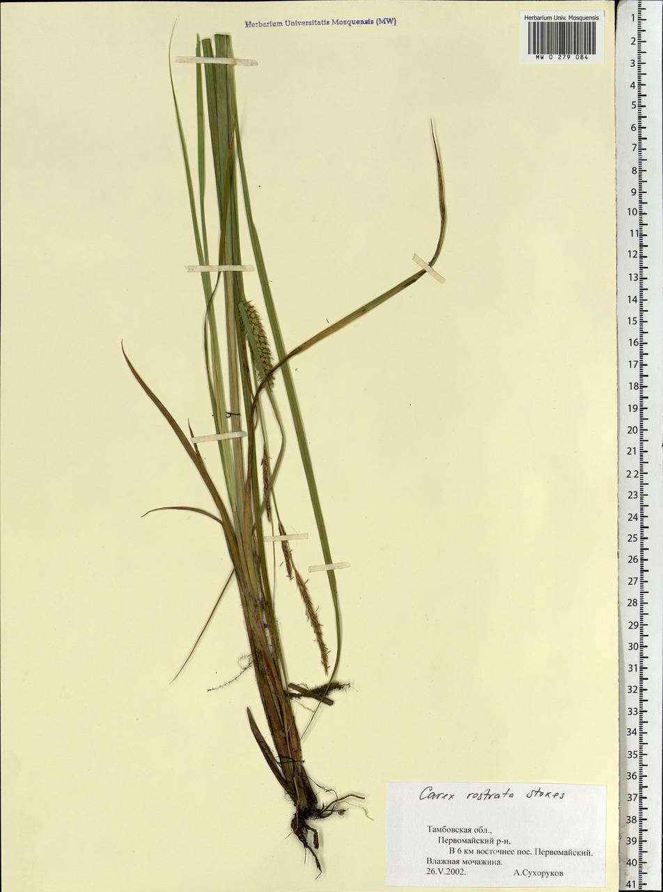 Carex rostrata Stokes , nom. cons., Eastern Europe, Central forest-and-steppe region (E6) (Russia)