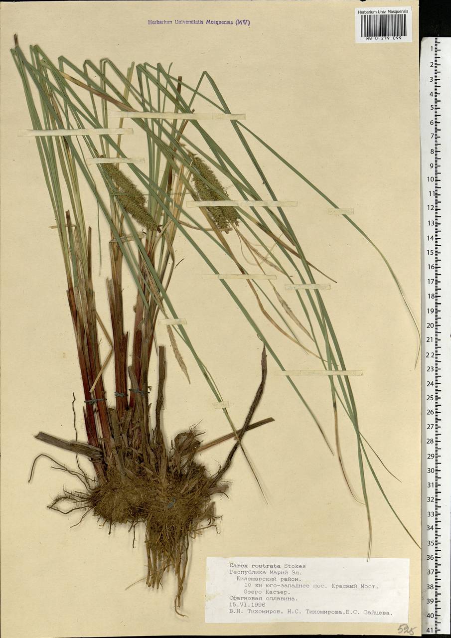 Carex rostrata Stokes , nom. cons., Eastern Europe, Middle Volga region (E8) (Russia)