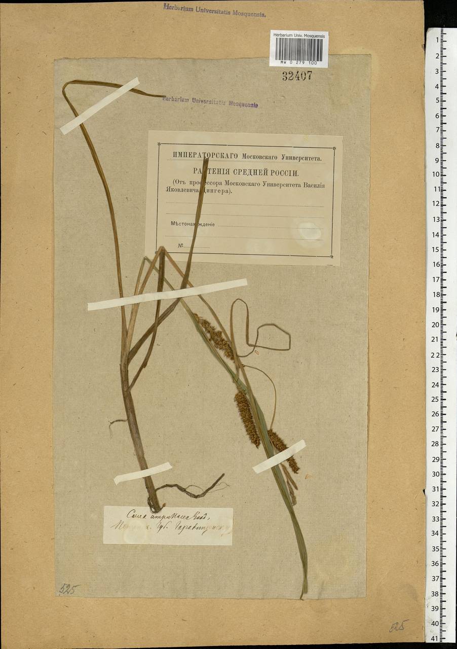 Carex rostrata Stokes, Eastern Europe, Middle Volga region (E8) (Russia)