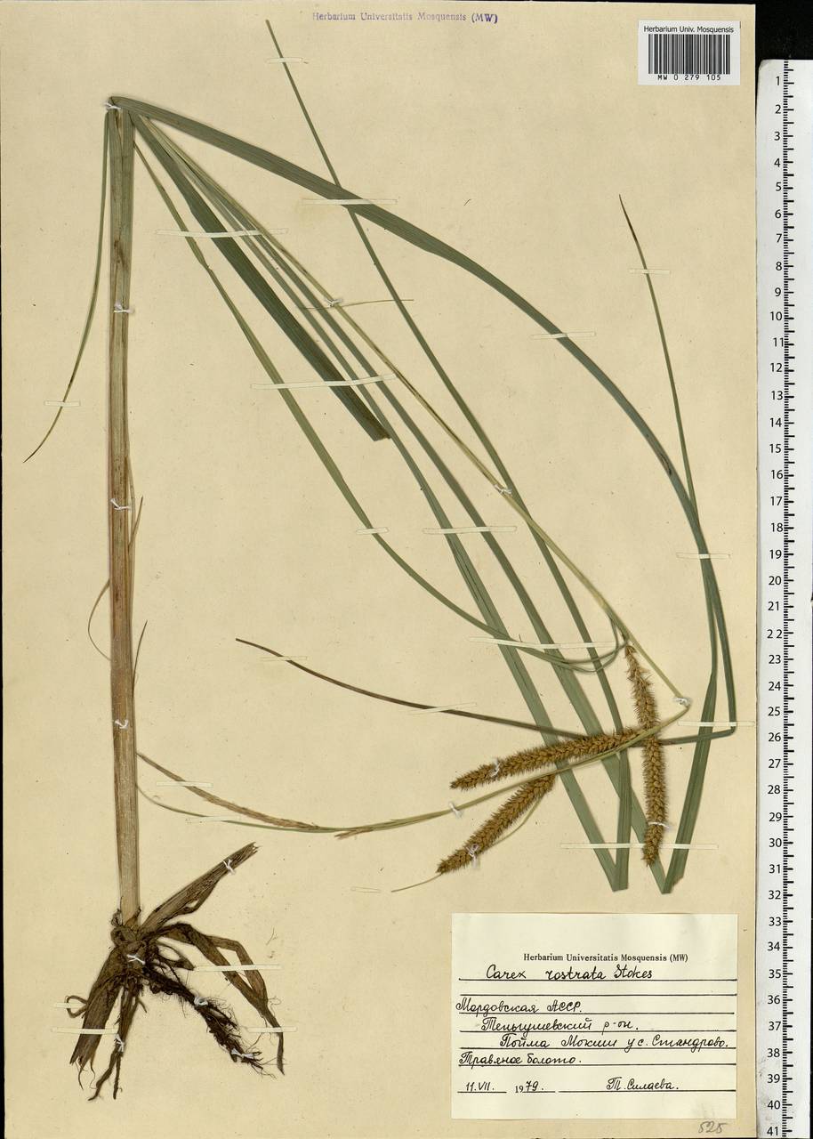Carex rostrata Stokes , nom. cons., Eastern Europe, Middle Volga region (E8) (Russia)