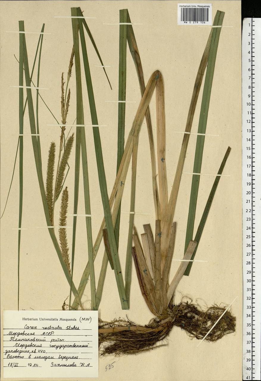 Carex rostrata Stokes , nom. cons., Eastern Europe, Middle Volga region (E8) (Russia)