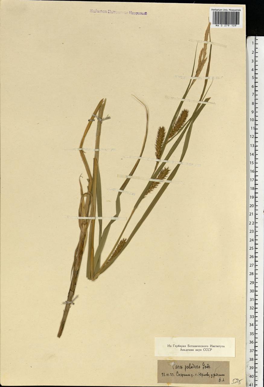 Carex rostrata Stokes , nom. cons., Eastern Europe, Middle Volga region (E8) (Russia)