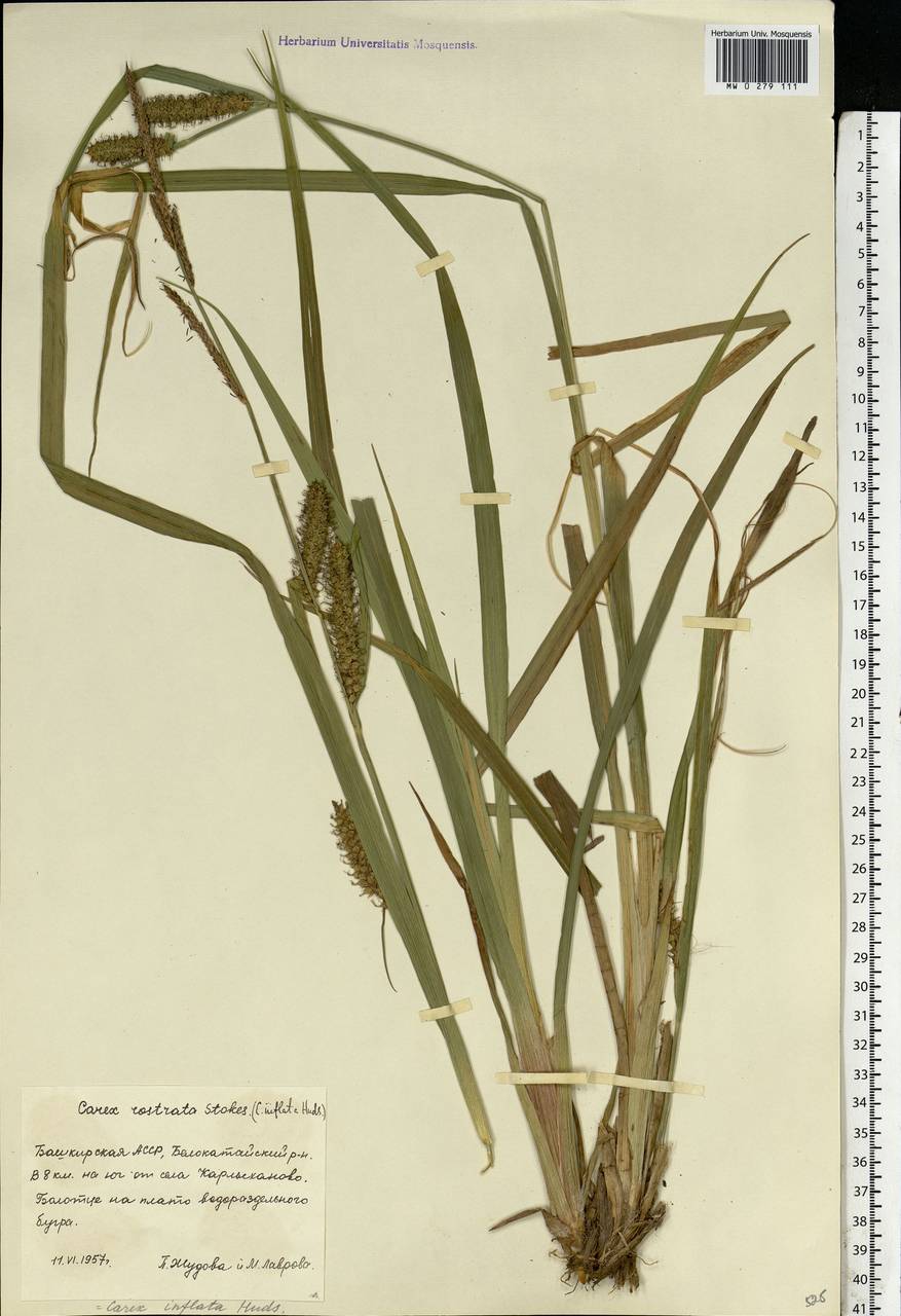 Carex rostrata Stokes , nom. cons., Eastern Europe, Eastern region (E10) (Russia)