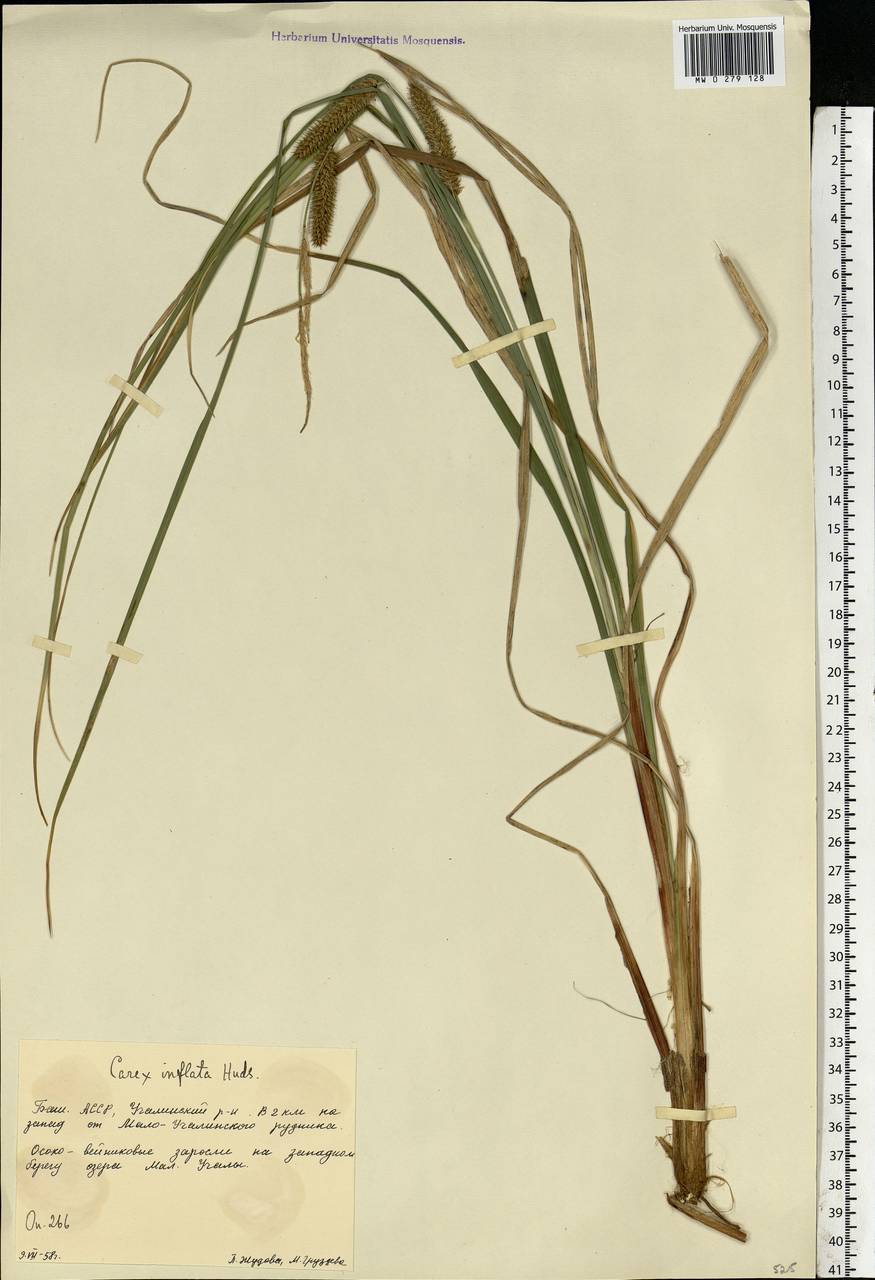 Carex rostrata Stokes , nom. cons., Eastern Europe, Eastern region (E10) (Russia)