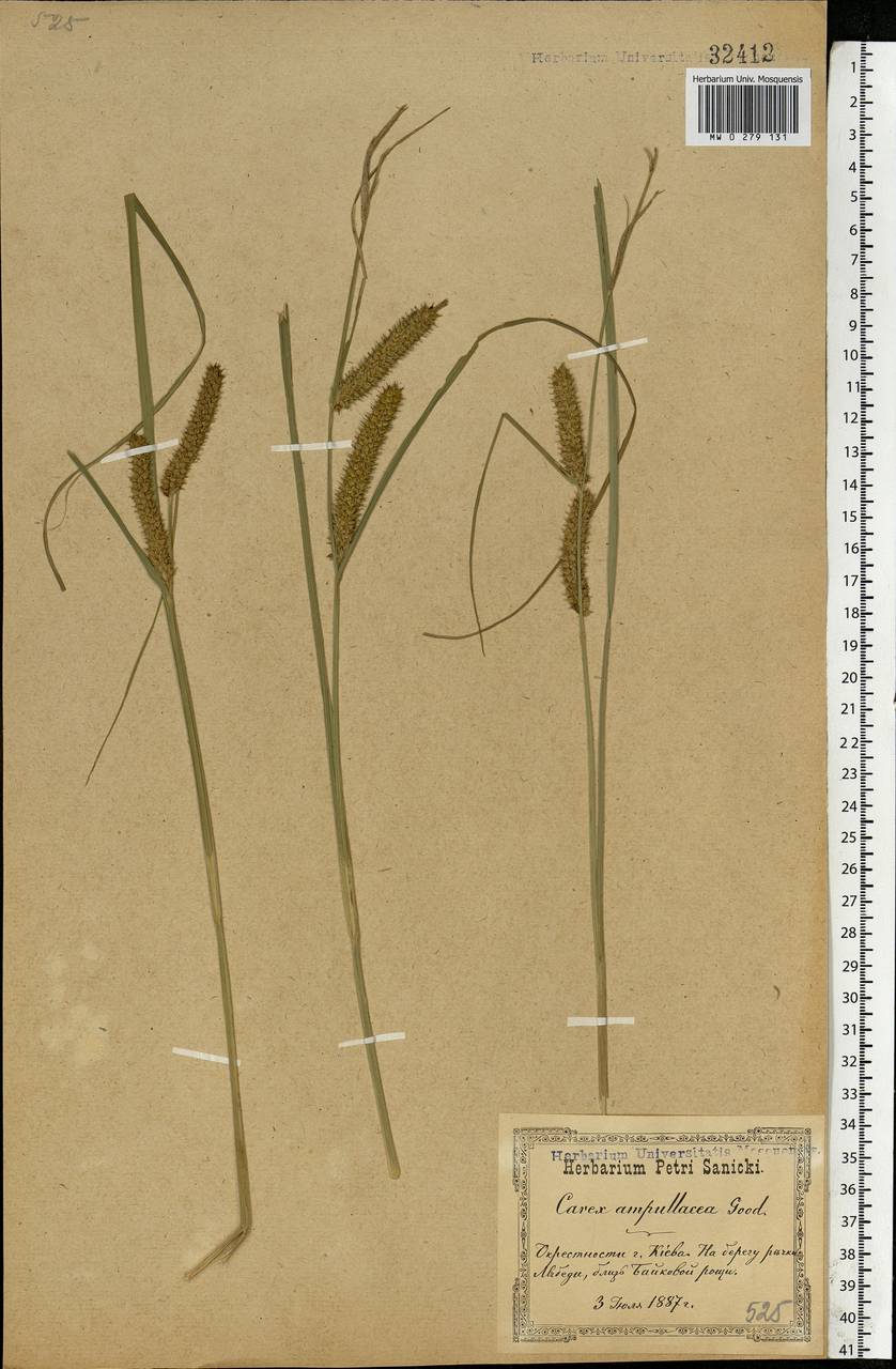 Carex rostrata Stokes , nom. cons., Eastern Europe, North Ukrainian region (E11) (Ukraine)