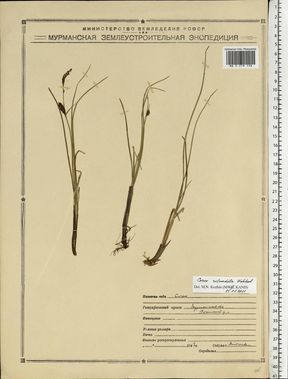 Carex rotundata Wahlenb., Eastern Europe, Northern region (E1) (Russia)