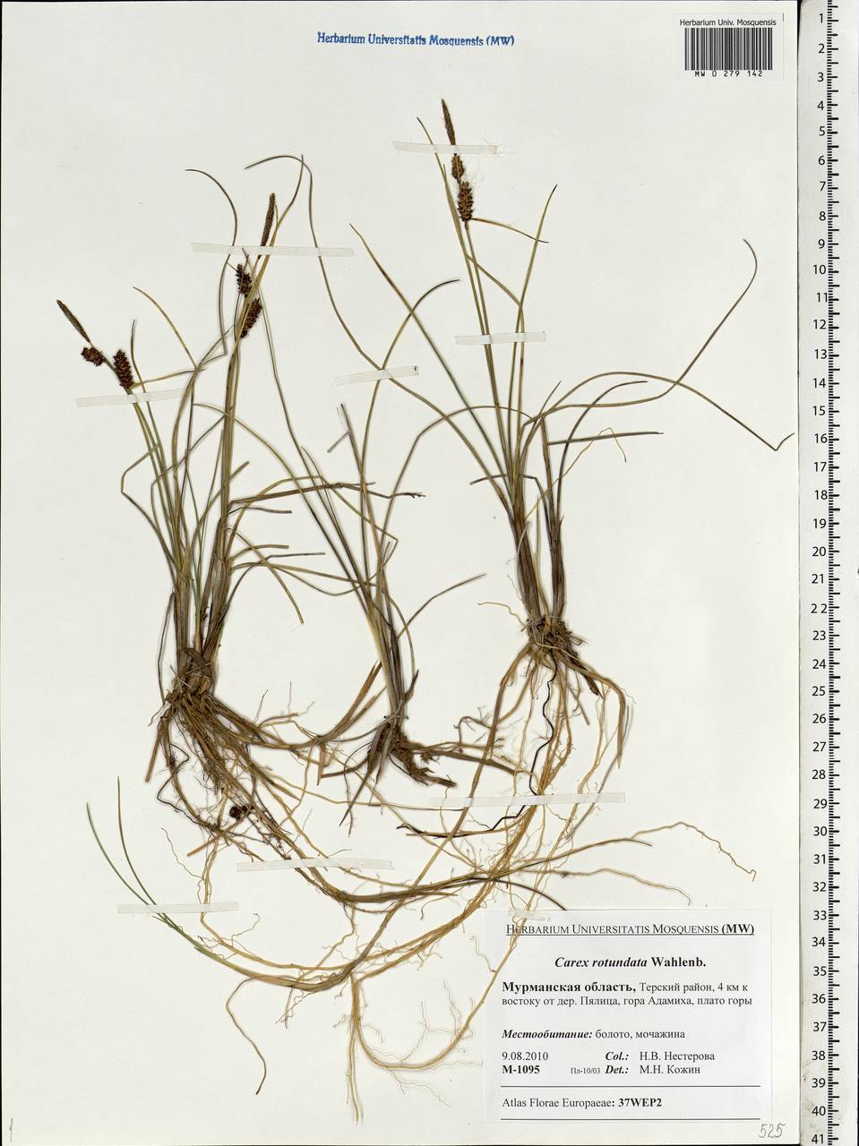 Carex rotundata Wahlenb., Eastern Europe, Northern region (E1) (Russia)