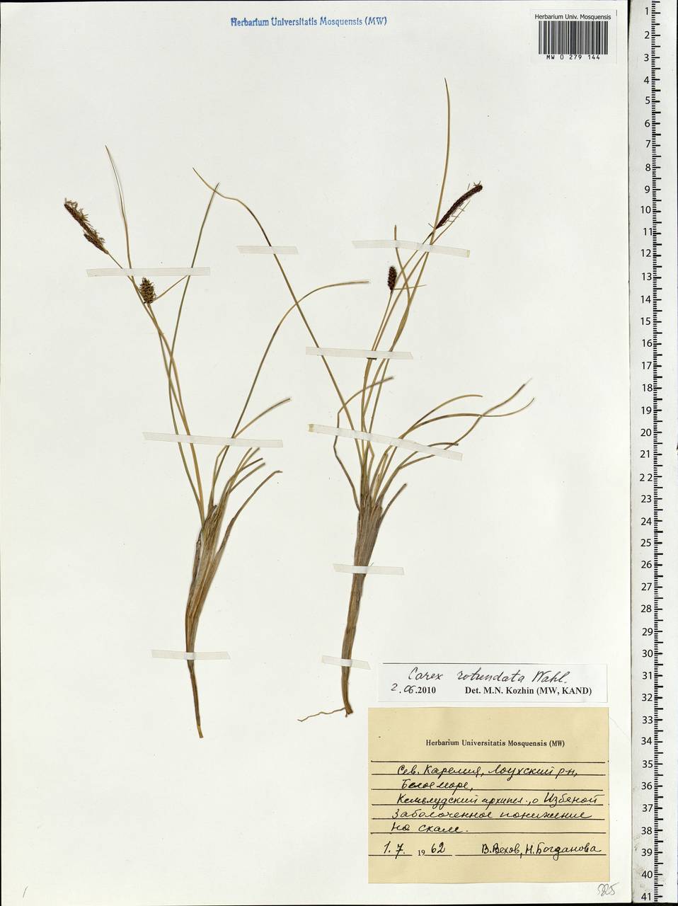 Carex rotundata Wahlenb., Eastern Europe, Northern region (E1) (Russia)