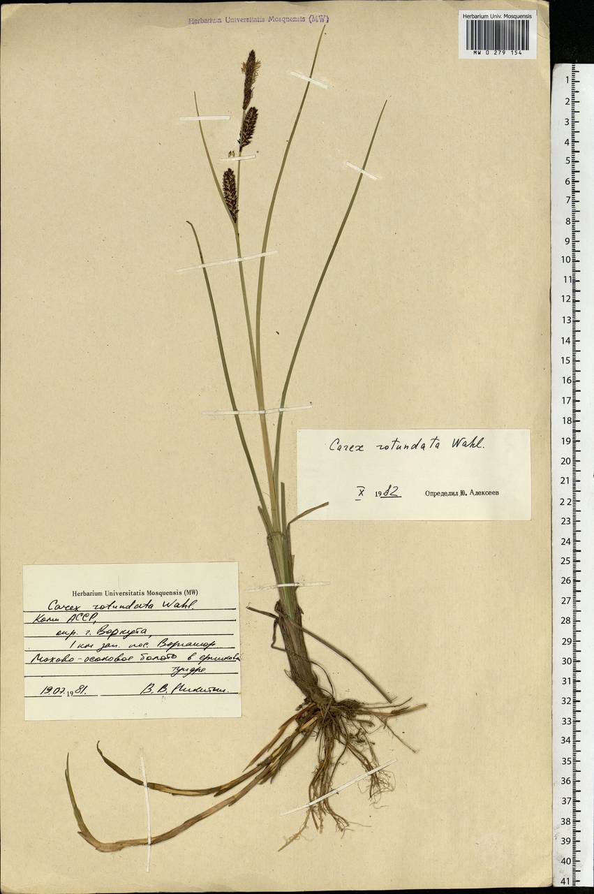 Carex rotundata Wahlenb., Eastern Europe, Northern region (E1) (Russia)