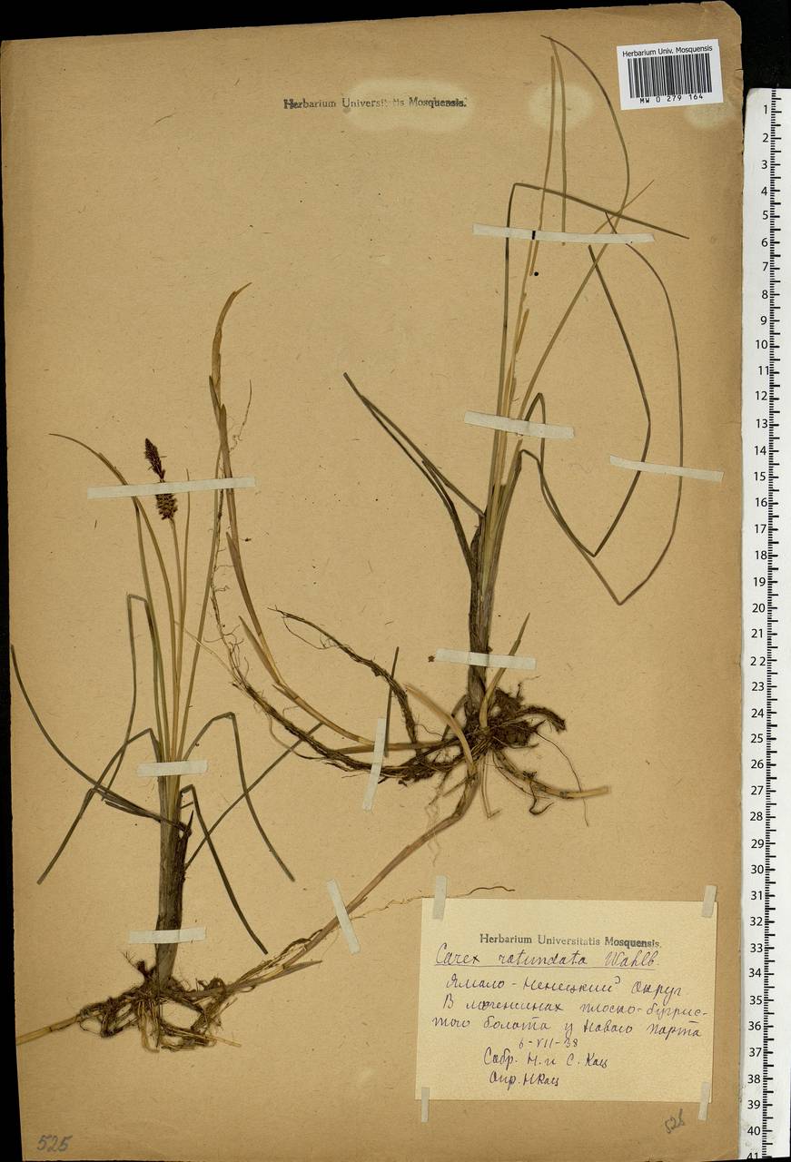 Carex rotundata Wahlenb., Siberia, Western Siberia (S1) (Russia)