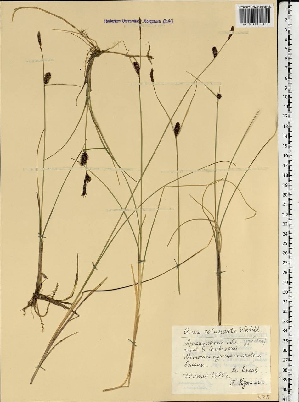 Carex rotundata Wahlenb., Eastern Europe, Northern region (E1) (Russia)
