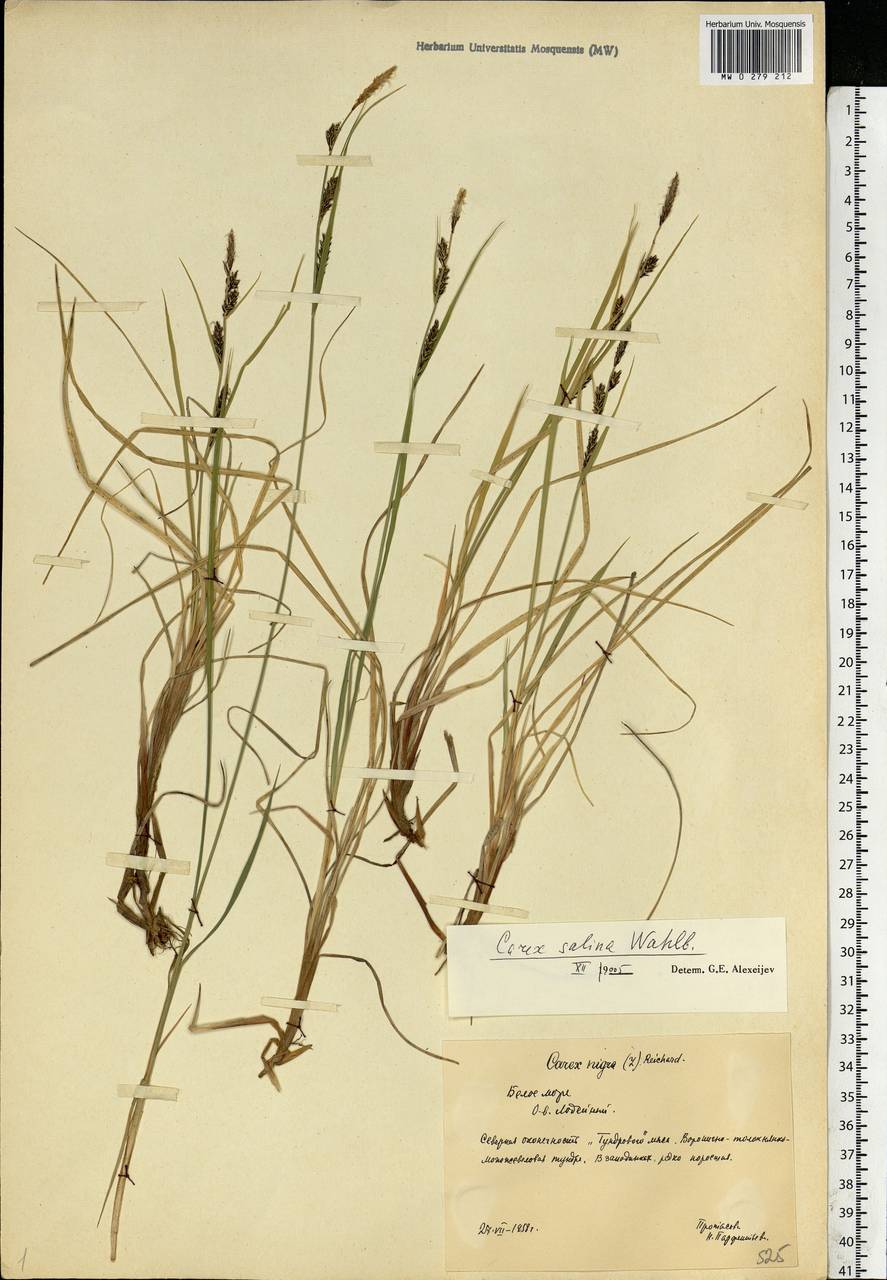 Carex salina Wahlenb., Eastern Europe, Northern region (E1) (Russia)