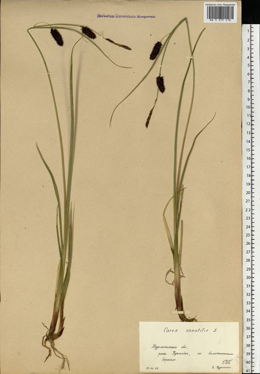 Carex saxatilis L., Eastern Europe, Northern region (E1) (Russia)