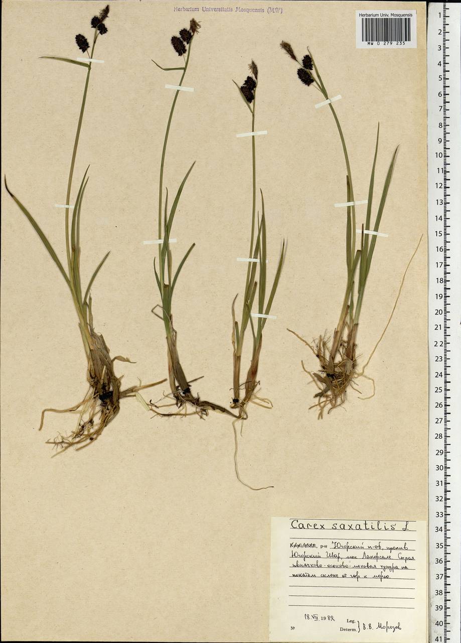 Carex saxatilis L., Eastern Europe, Northern region (E1) (Russia)