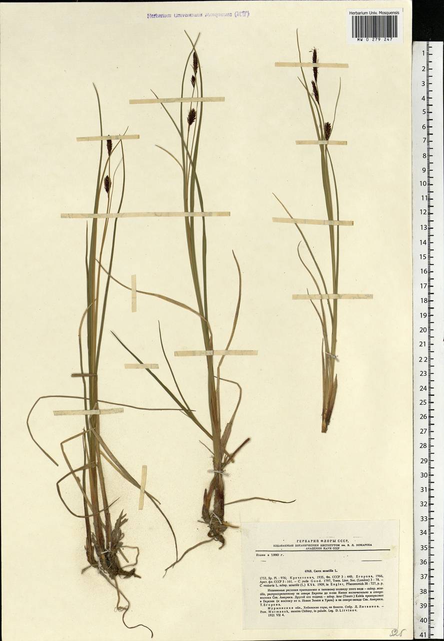 Carex saxatilis L., Eastern Europe, Northern region (E1) (Russia)