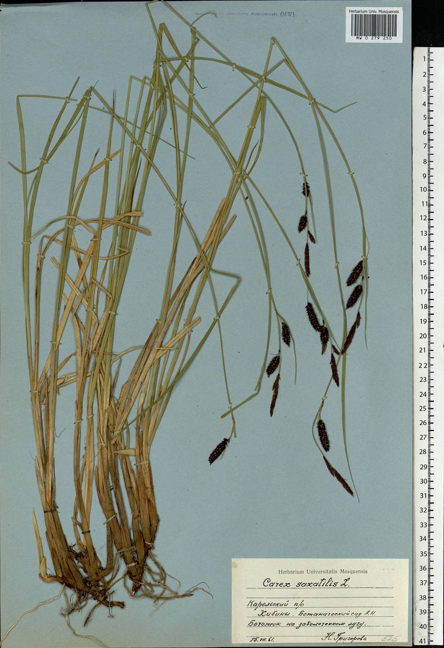 Carex saxatilis L., Eastern Europe, Northern region (E1) (Russia)