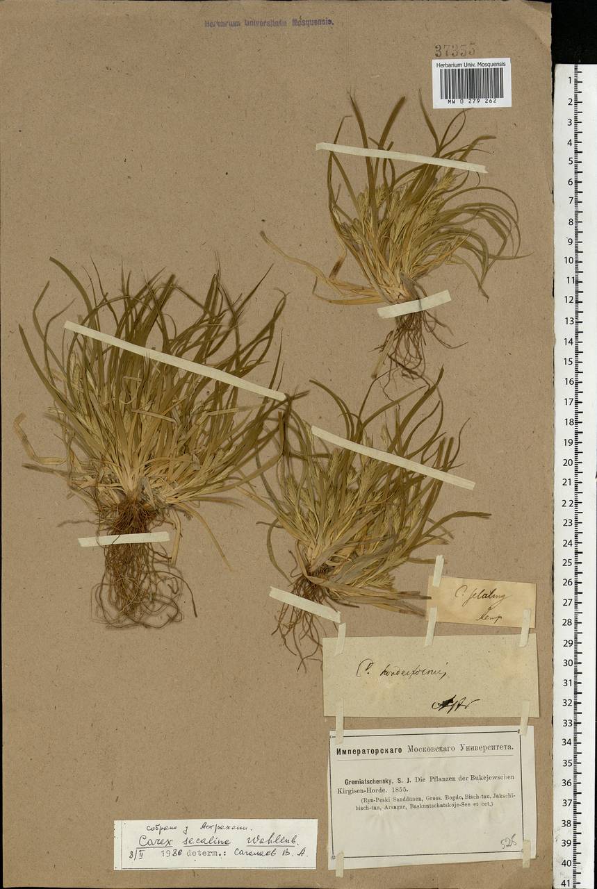 Carex secalina Willd. ex Wahlenb., Eastern Europe, Lower Volga region (E9) (Russia)