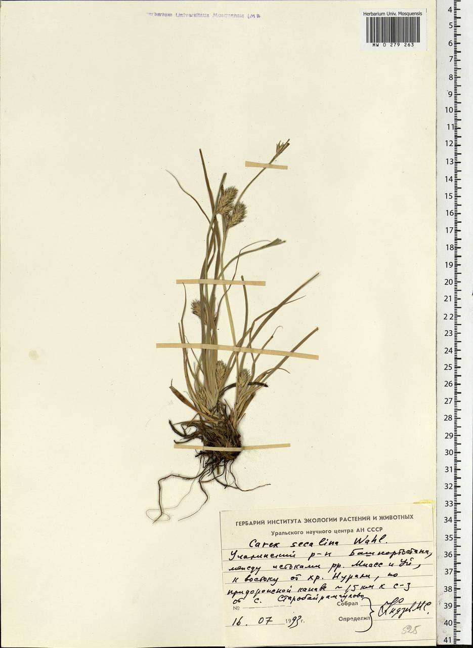 Carex secalina Willd. ex Wahlenb., Eastern Europe, Eastern region (E10) (Russia)