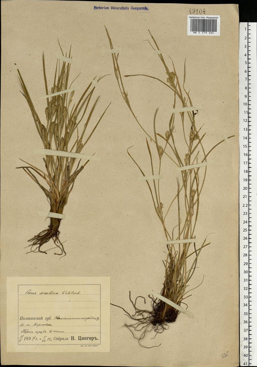 Carex secalina Willd. ex Wahlenb., Eastern Europe, North Ukrainian region (E11) (Ukraine)