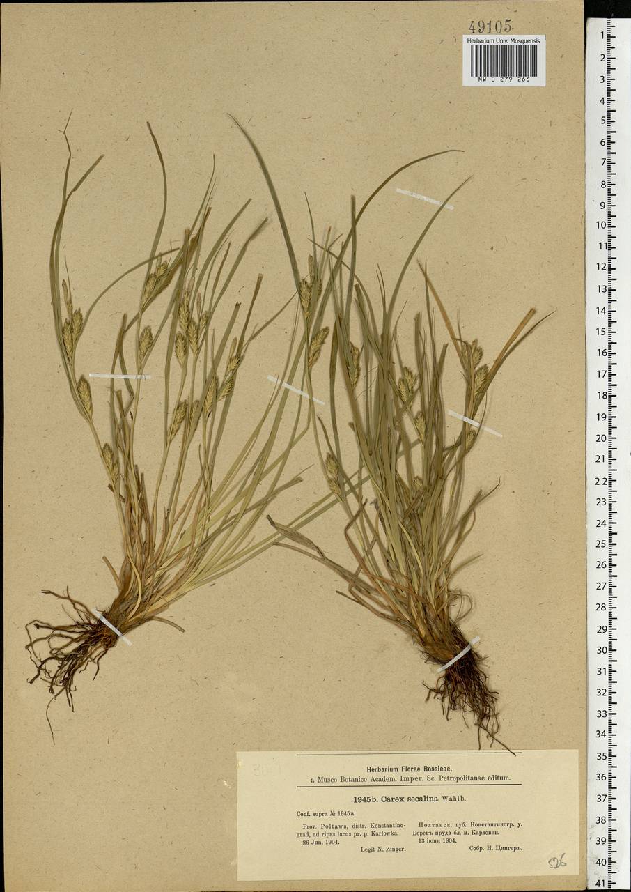 Carex secalina Willd. ex Wahlenb., Eastern Europe, North Ukrainian region (E11) (Ukraine)