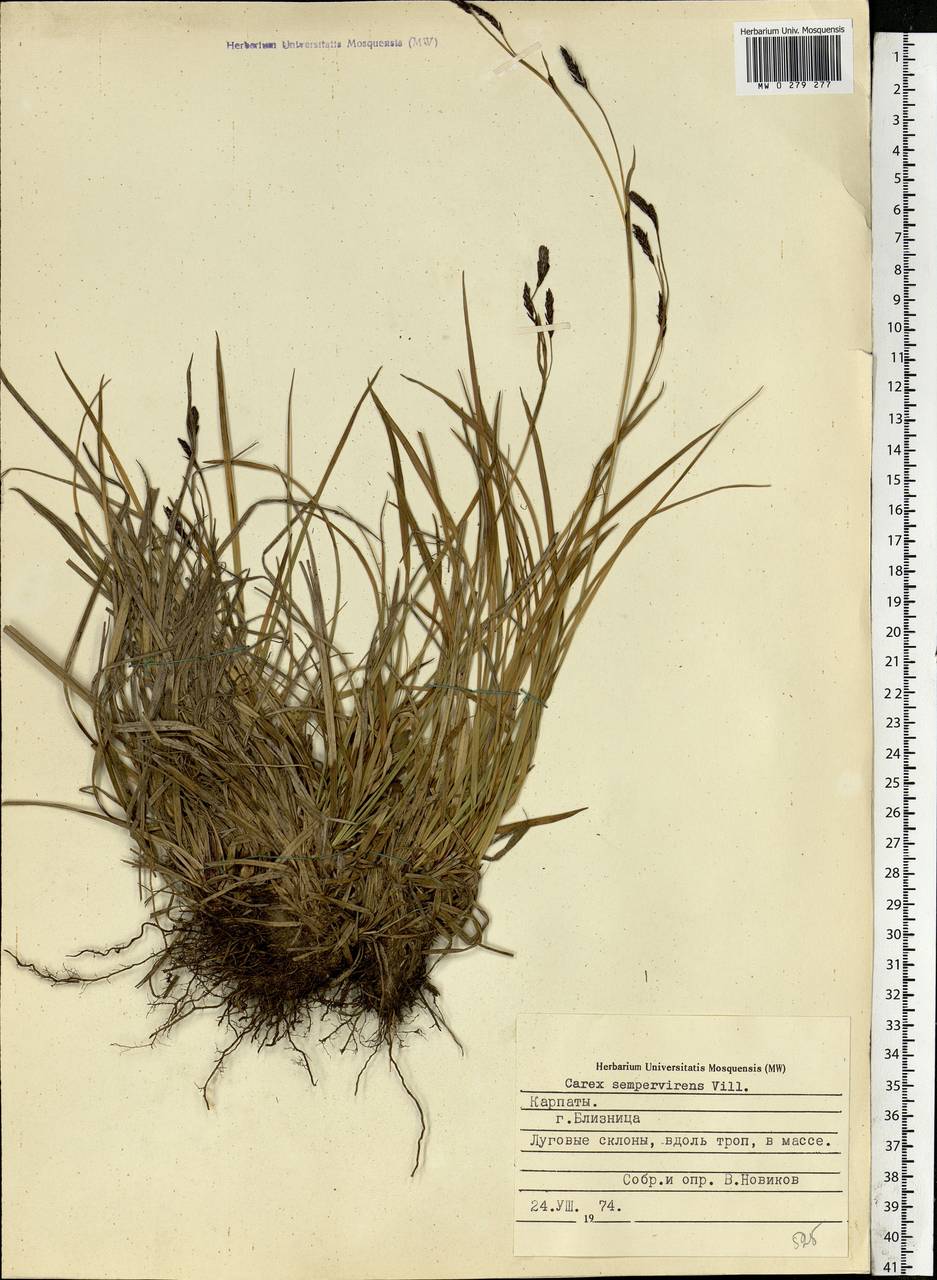 Carex sempervirens Vill., Eastern Europe, West Ukrainian region (E13) (Ukraine)