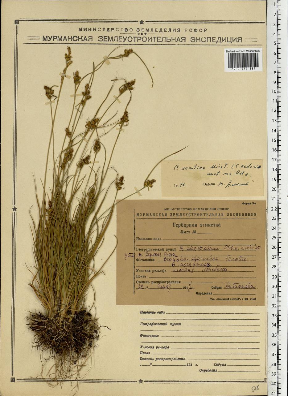 Carex oederi var. oederi, Eastern Europe, Northern region (E1) (Russia)