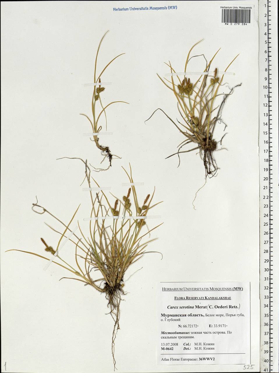 Carex oederi var. oederi, Eastern Europe, Northern region (E1) (Russia)