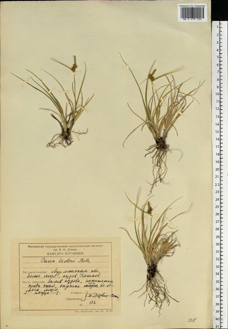 Carex oederi var. oederi, Eastern Europe, Northern region (E1) (Russia)