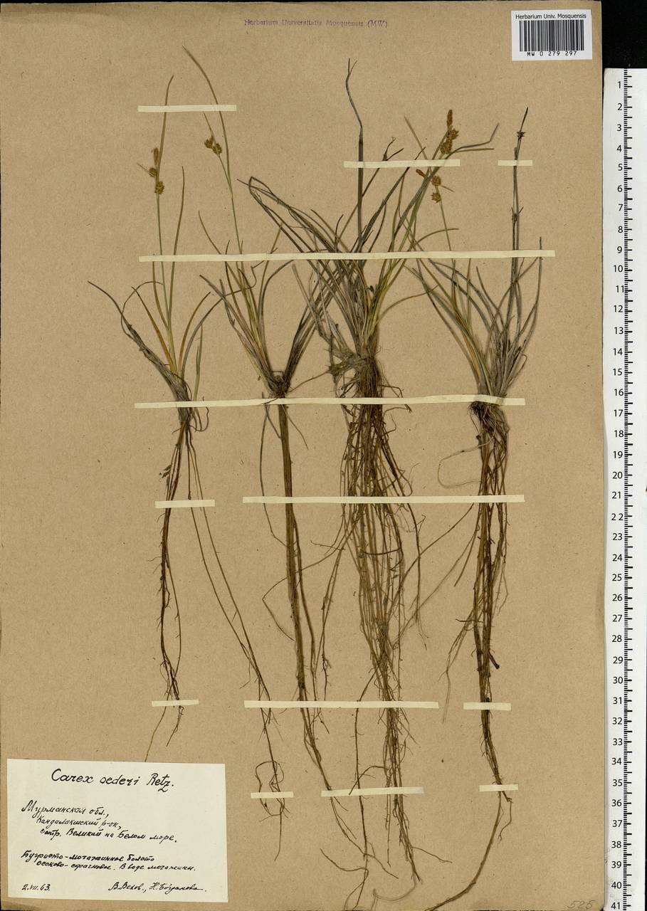 Carex oederi var. oederi, Eastern Europe, Northern region (E1) (Russia)