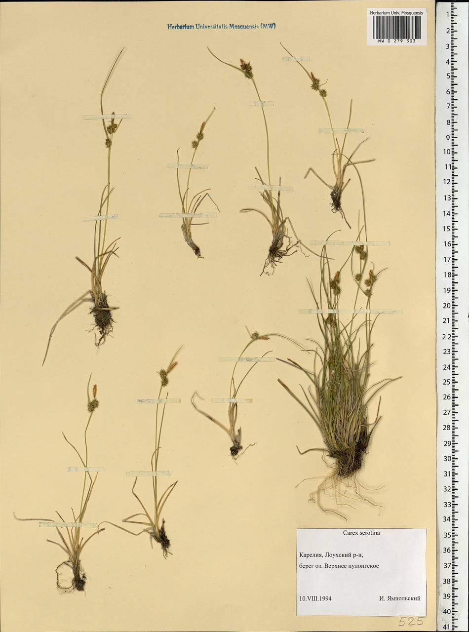 Carex oederi var. oederi, Eastern Europe, Northern region (E1) (Russia)