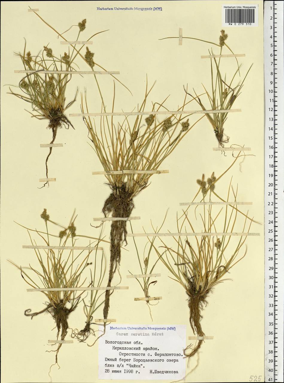 Carex oederi var. oederi, Eastern Europe, Northern region (E1) (Russia)