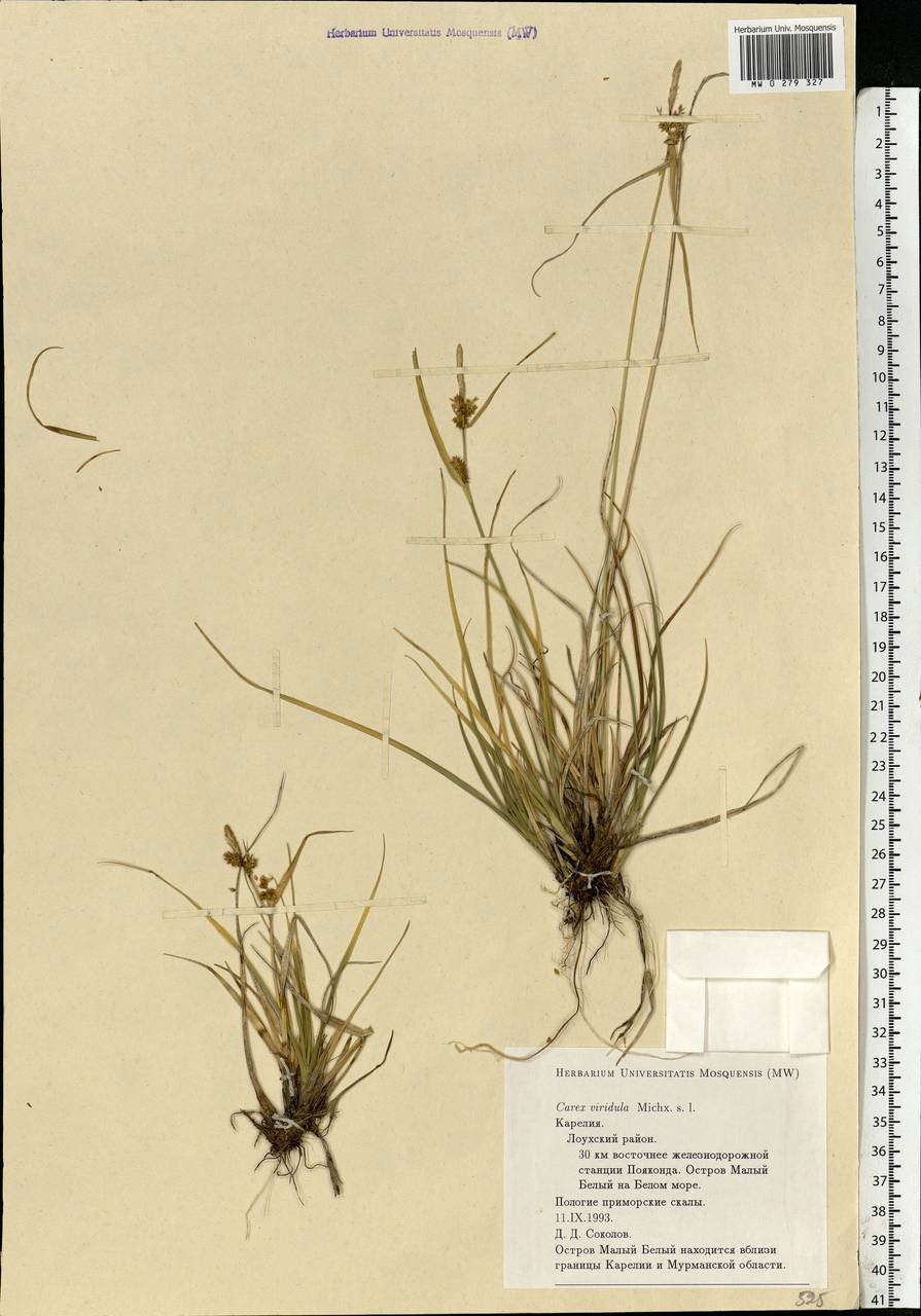 Carex oederi var. oederi, Eastern Europe, Northern region (E1) (Russia)