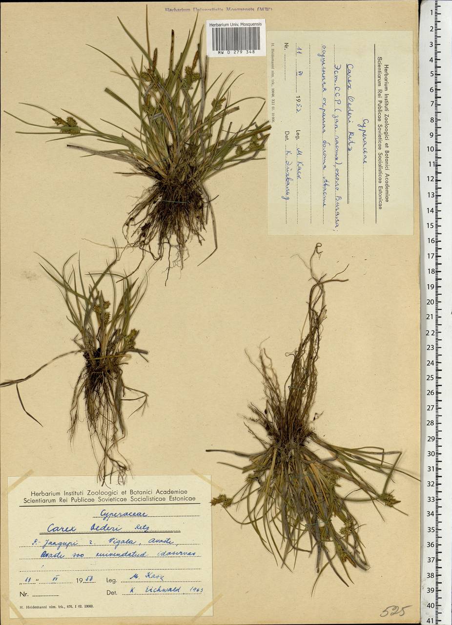 Carex oederi var. oederi, Eastern Europe, Estonia (E2c) (Estonia)
