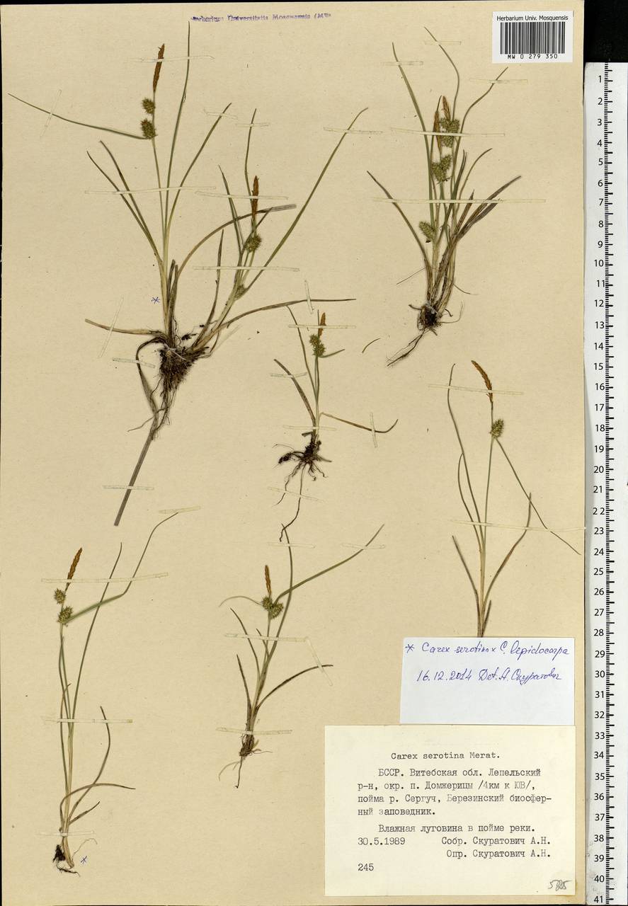 Carex oederi var. oederi, Eastern Europe, Belarus (E3a) (Belarus)