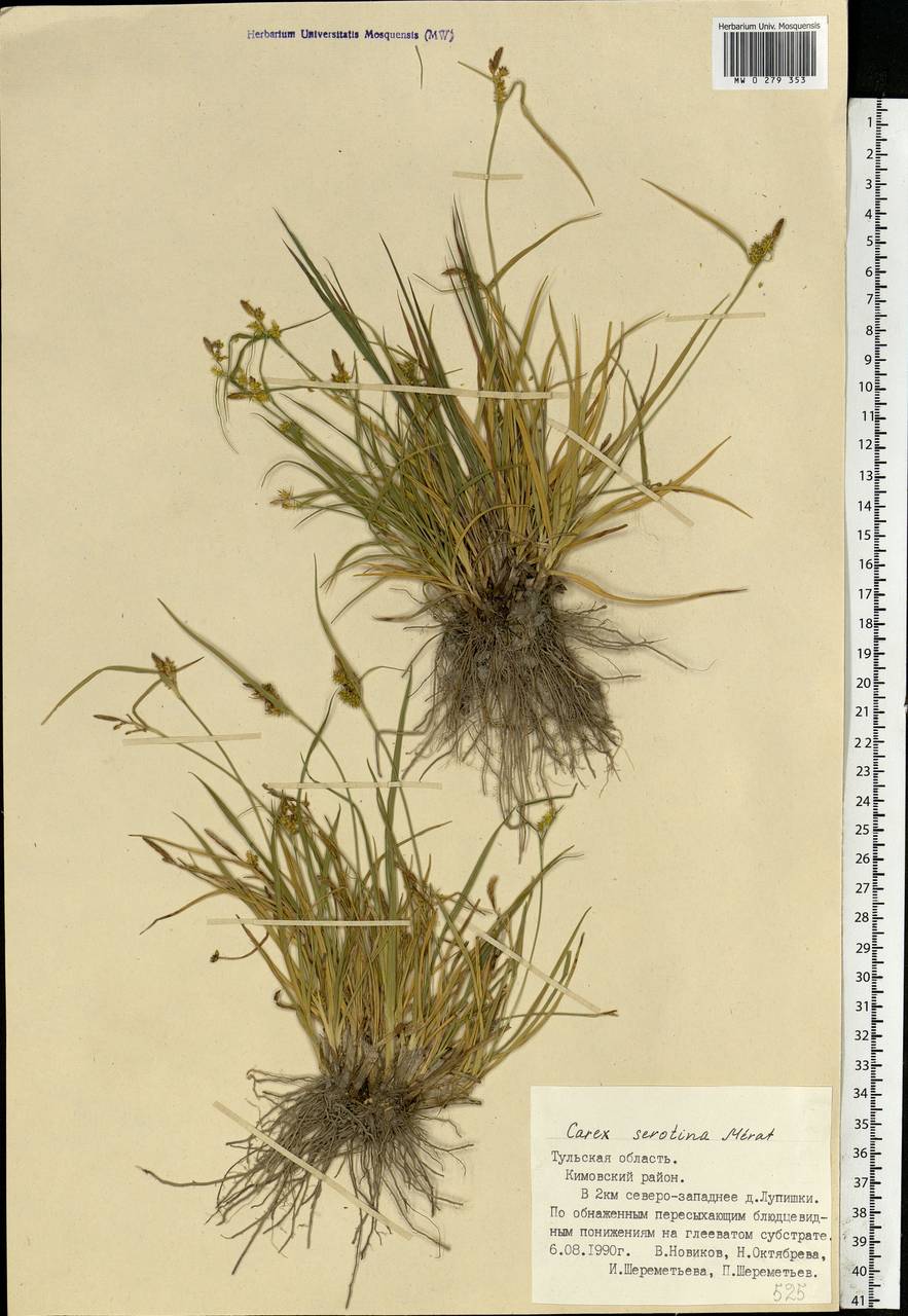 Carex oederi var. oederi, Eastern Europe, Central region (E4) (Russia)