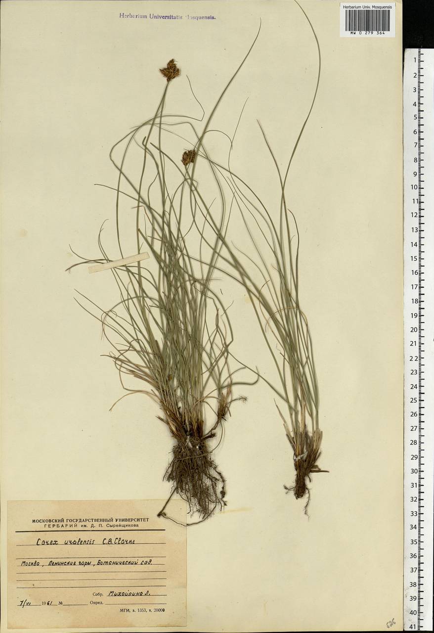 Carex stenophylla Wahlenb., Eastern Europe, Moscow region (E4a) (Russia)