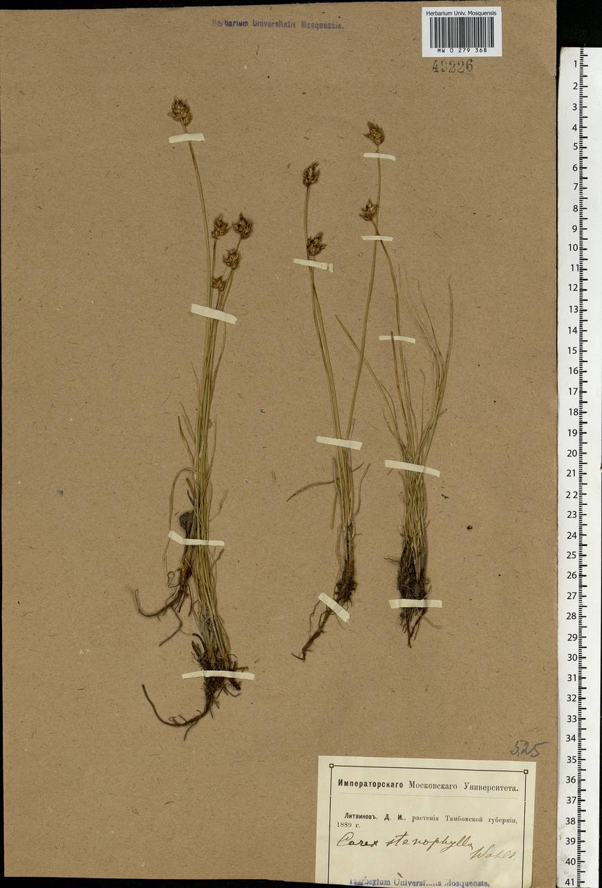 Carex stenophylla Wahlenb., Eastern Europe, Central forest-and-steppe region (E6) (Russia)