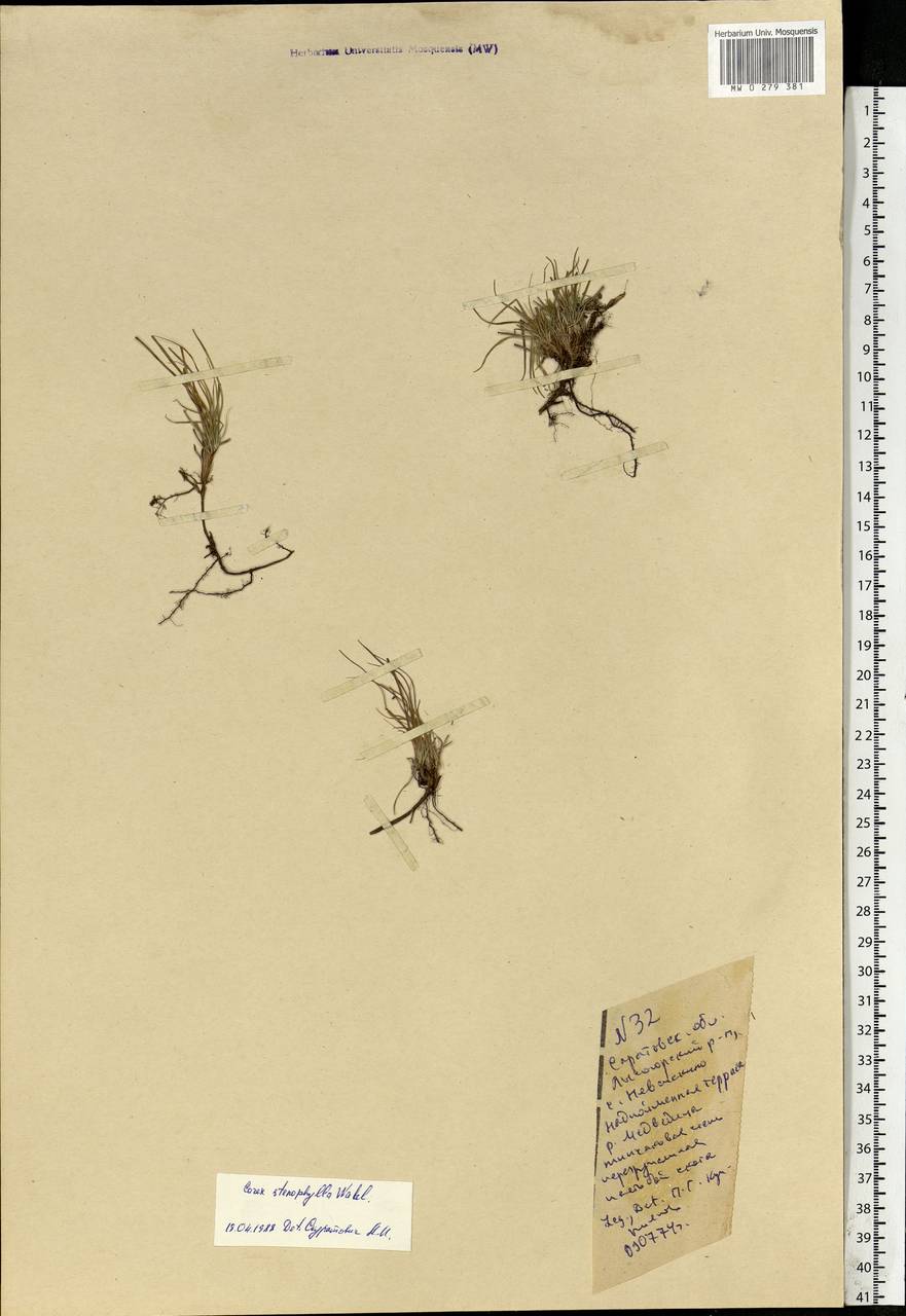 Carex stenophylla Wahlenb., Eastern Europe, Lower Volga region (E9) (Russia)