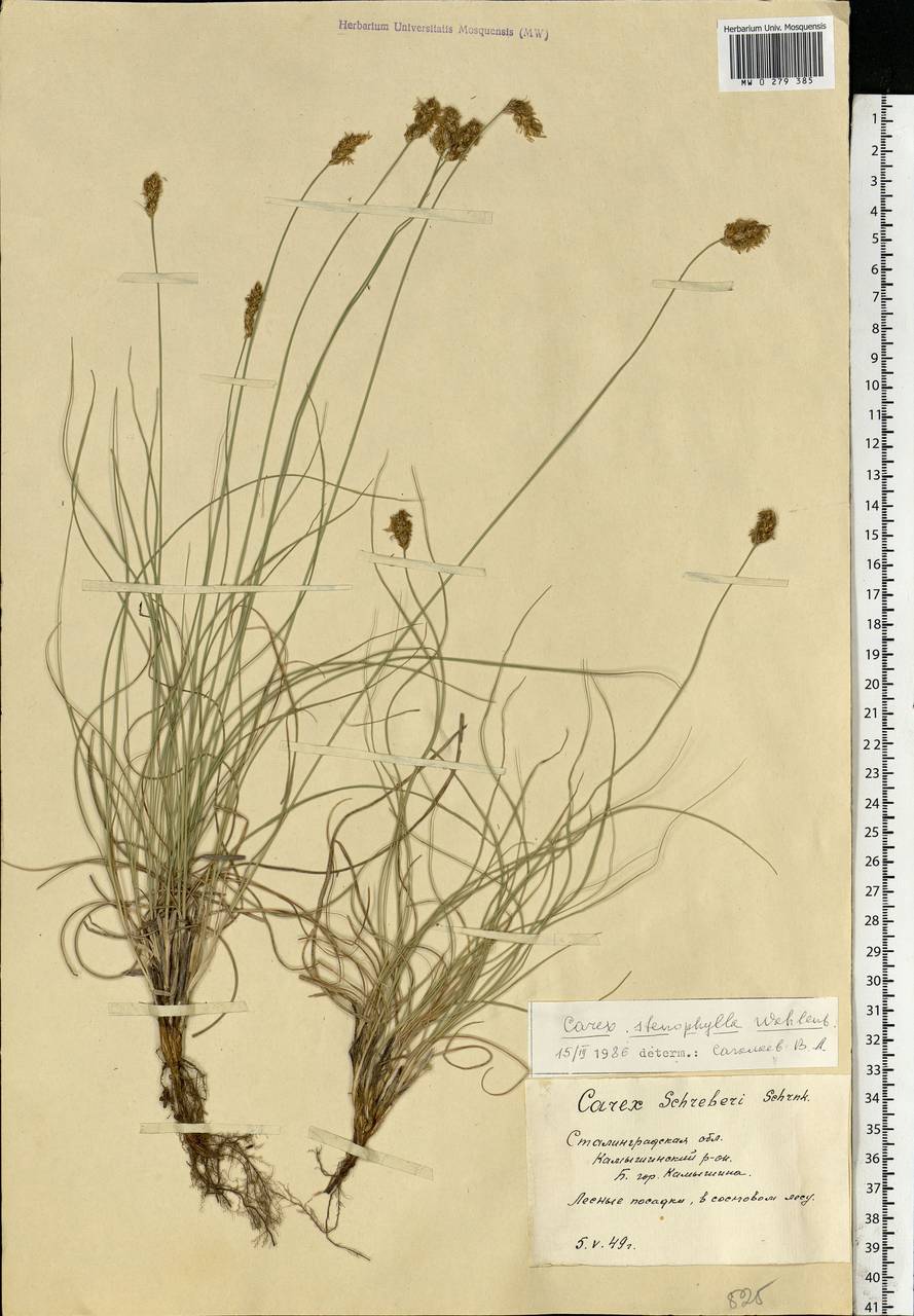 Carex stenophylla Wahlenb., Eastern Europe, Lower Volga region (E9) (Russia)