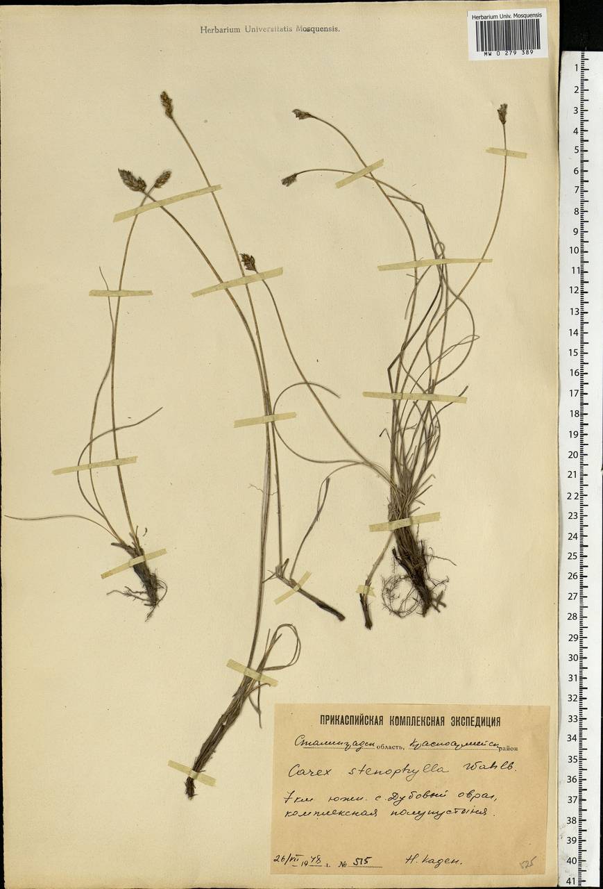 Carex stenophylla Wahlenb., Eastern Europe, Lower Volga region (E9) (Russia)