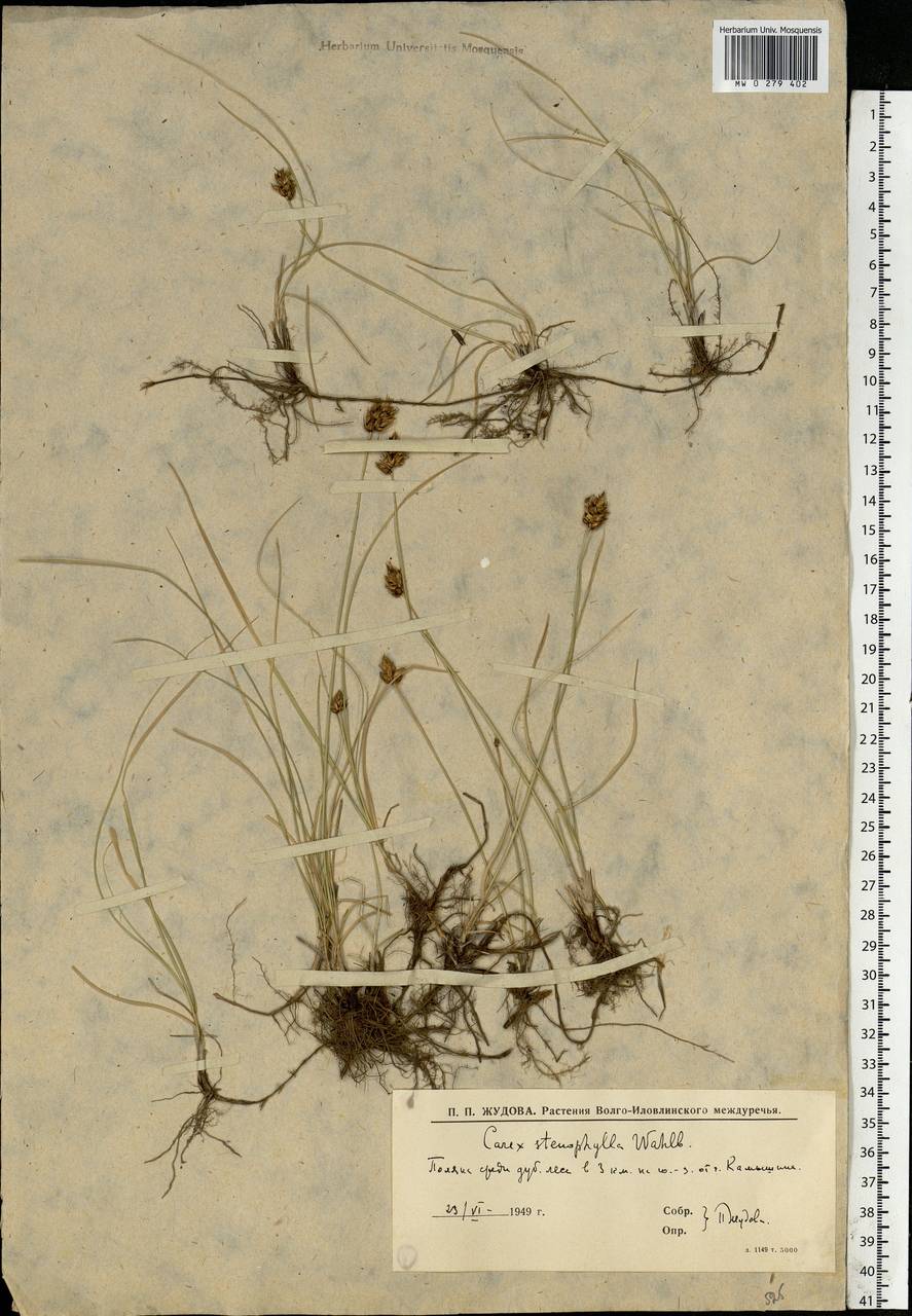 Carex stenophylla Wahlenb., Eastern Europe, Lower Volga region (E9) (Russia)